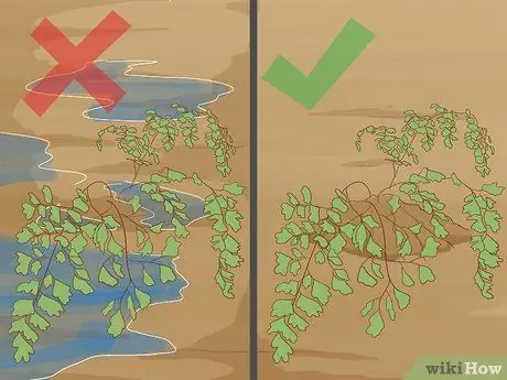 Выращивание папоротника девичьей шерсти Шаг 12