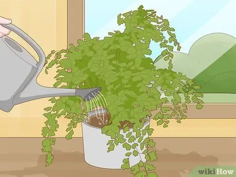 Выращивание папоротника девичьей шерсти, шаг 2