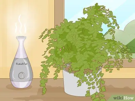 Выращивание папоротника девичьей шерсти Шаг 4