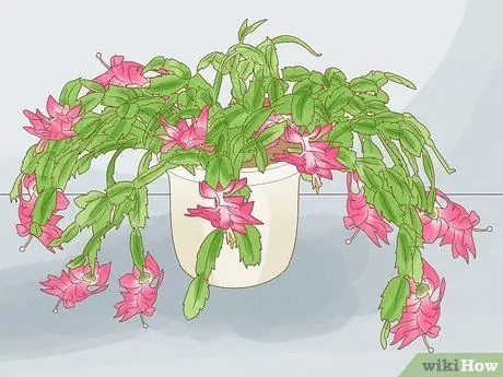 Выберите суккуленты Шаг 10