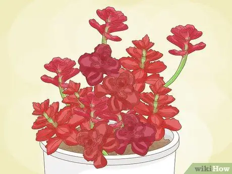 Выберите суккуленты Шаг 5