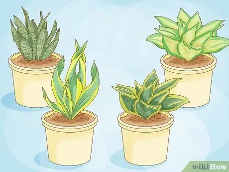 Выберите суккуленты Шаг 6