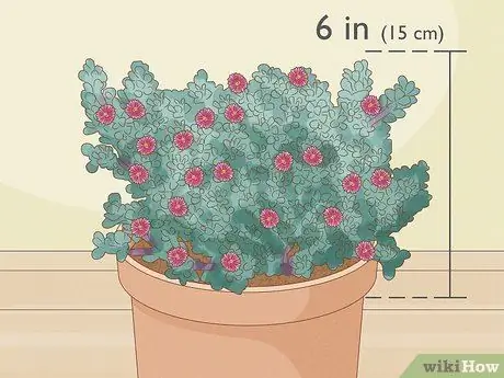 Выберите суккуленты Шаг 7