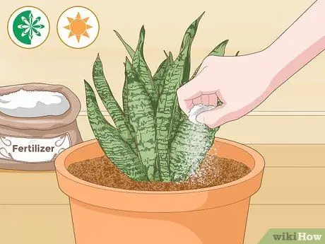 Уход за сансевиерией или змеиным растением Шаг 10