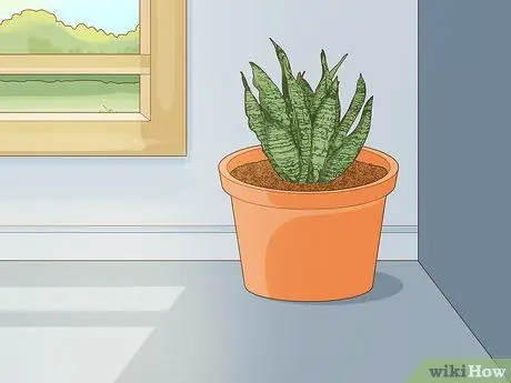 Уход за сансевиерией или змеиным растением Шаг 6