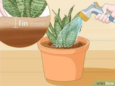 Уход за сансевиерией или змеиным растением Шаг 9