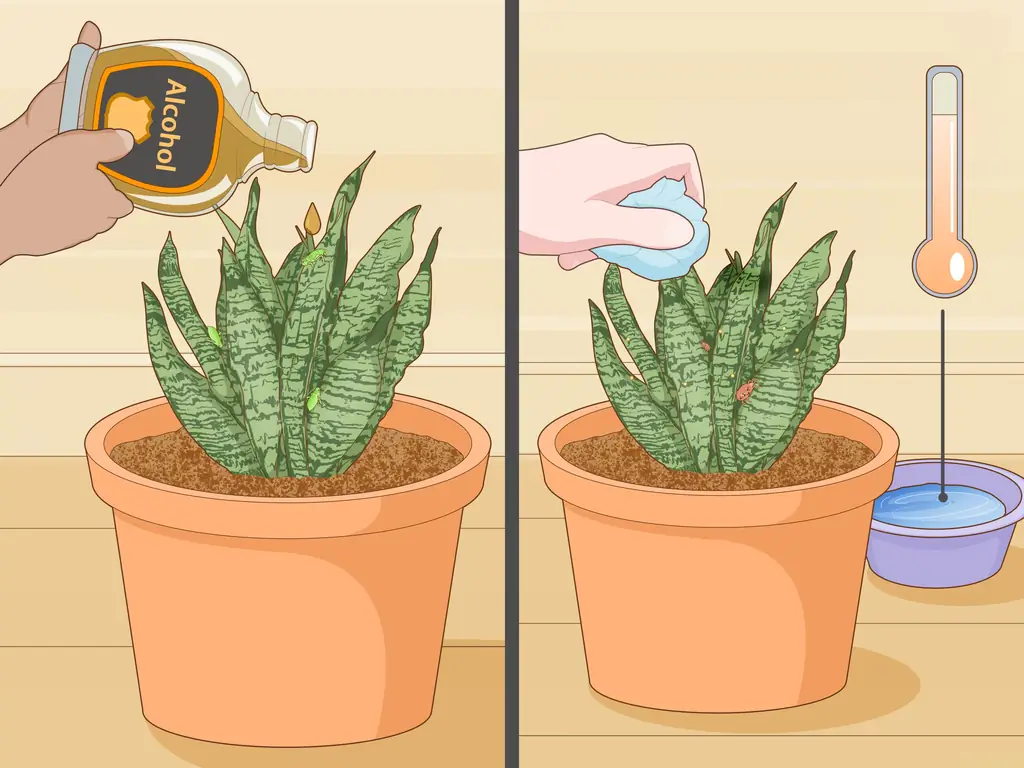 3 способа ухода за сансевиерией или змеиным растением