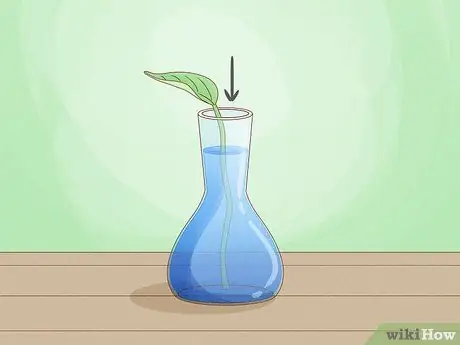 Выращивание растения без почвы Шаг 10