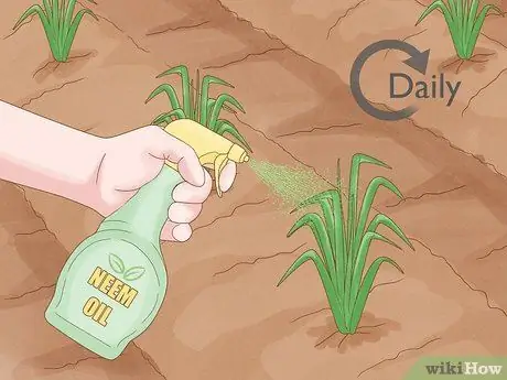 Защитите свой сад от насекомых Шаг 8