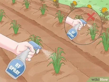 Защитите свой сад от насекомых Шаг 11