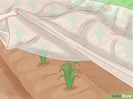 Защитите свой сад от насекомых Шаг 6