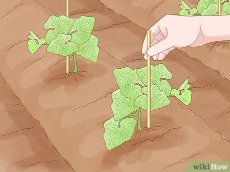 Защитите свой сад от насекомых Шаг 5