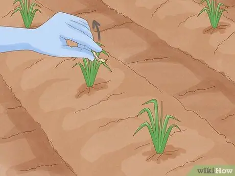 Защитите свой сад от насекомых Шаг 3