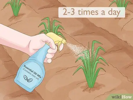 Защитите свой сад от насекомых Шаг 7