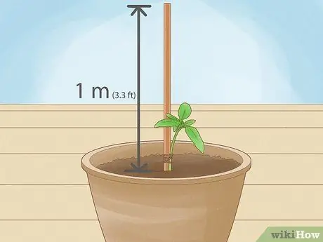 Выращивание кустовых помидоров Шаг 10