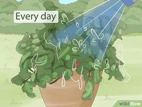 Выращивание кустовых помидоров Шаг 11