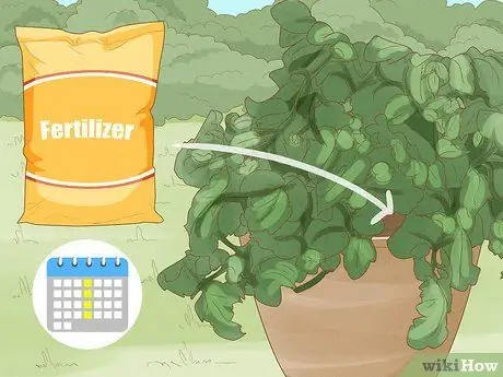 Выращивание кустовых помидоров Шаг 12