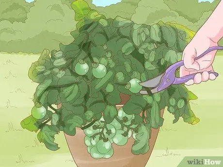 Выращивание кустовых помидоров Шаг 13