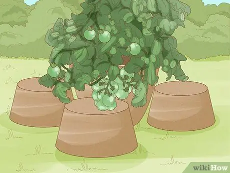 Выращивание кустовых помидоров Шаг 14