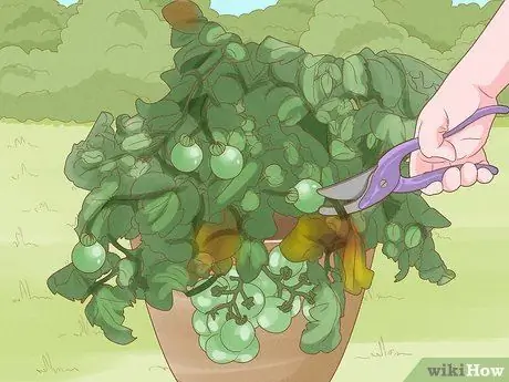 Выращивание кустовых помидоров Шаг 15