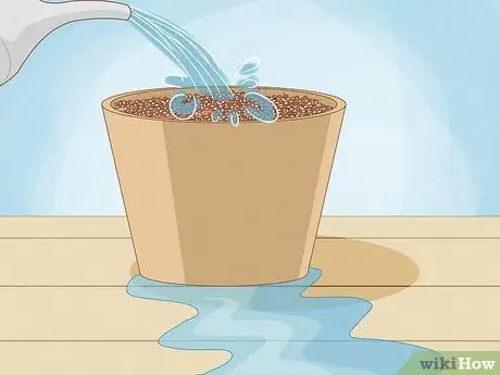 Выращивание кустовых помидоров, шаг 5