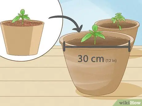 Выращивание кустовых помидоров Шаг 8