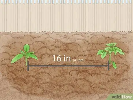 Выращивание кустовых помидоров Шаг 9