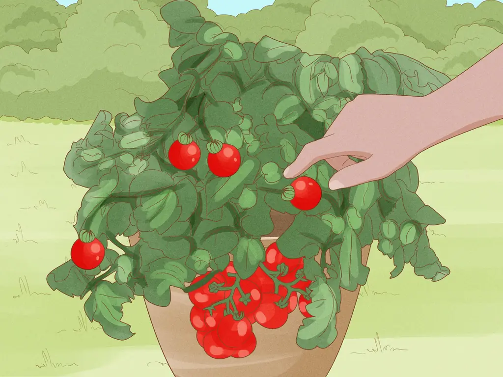 Как выращивать и собирать свежие помидоры кустарниковые