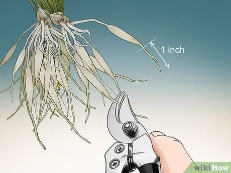 Обрезка паучьего растения Шаг 4