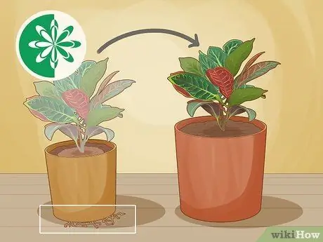 Уход за Croton Petra Шаг 10