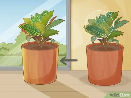 Уход за Croton Petra Шаг 12