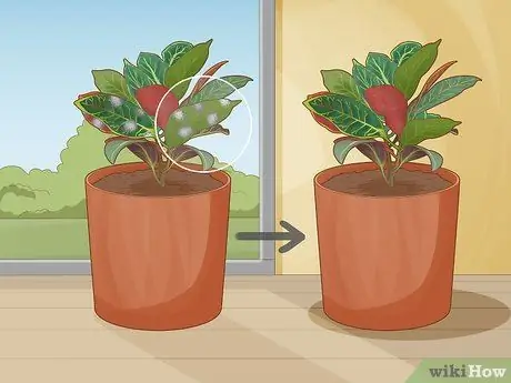 Уход за Croton Petra Step 13