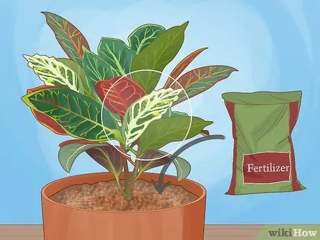 Уход за Croton Petra Шаг 14