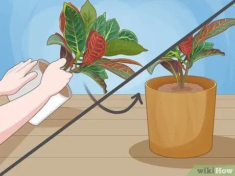 Уход за Croton Petra Шаг 2