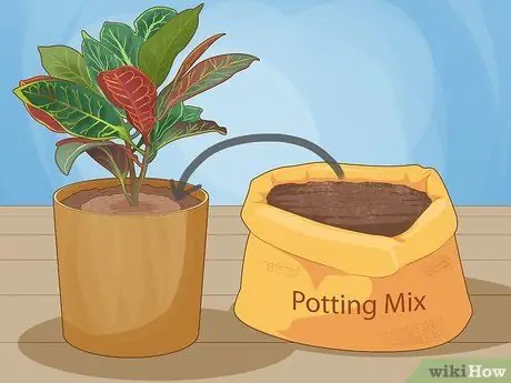 Уход за Croton Petra Шаг 3