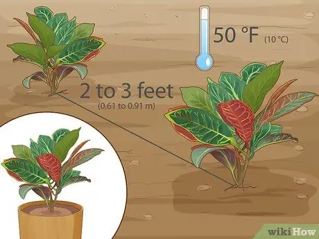 Уход за Croton Petra Шаг 4