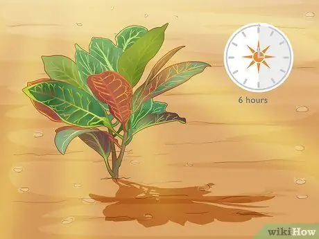 Уход за Croton Petra Шаг 5