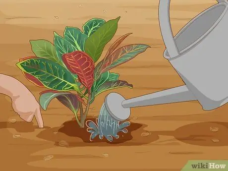 Уход за Croton Petra Шаг 6