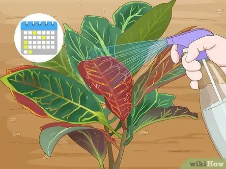 Уход за Croton Petra Step 7