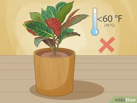 Уход за Croton Petra Шаг 8