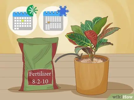 Уход за Croton Petra Step 9