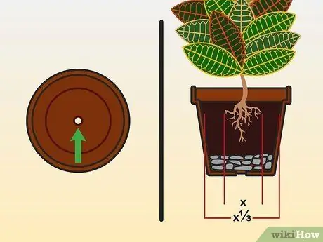 Уход за кротоном Шаг 01