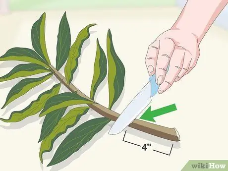 Чернослив Плюмерия Шаг 10