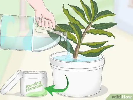 Чернослив Плюмерия Шаг 11