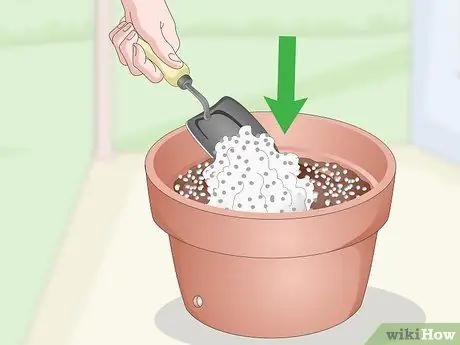 Чернослив Плюмерия Шаг 12