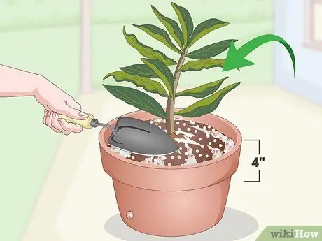 Чернослив Плюмерия Шаг 13