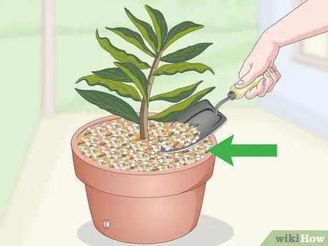 Чернослив Плюмерия Шаг 14