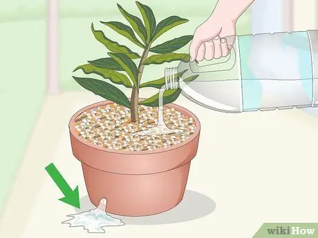 Чернослив Плюмерия Шаг 15