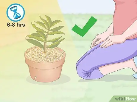 Чернослив Плюмерия Шаг 16