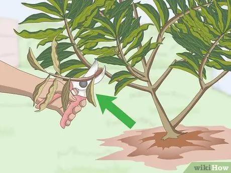 Чернослив Плюмерия Шаг 2